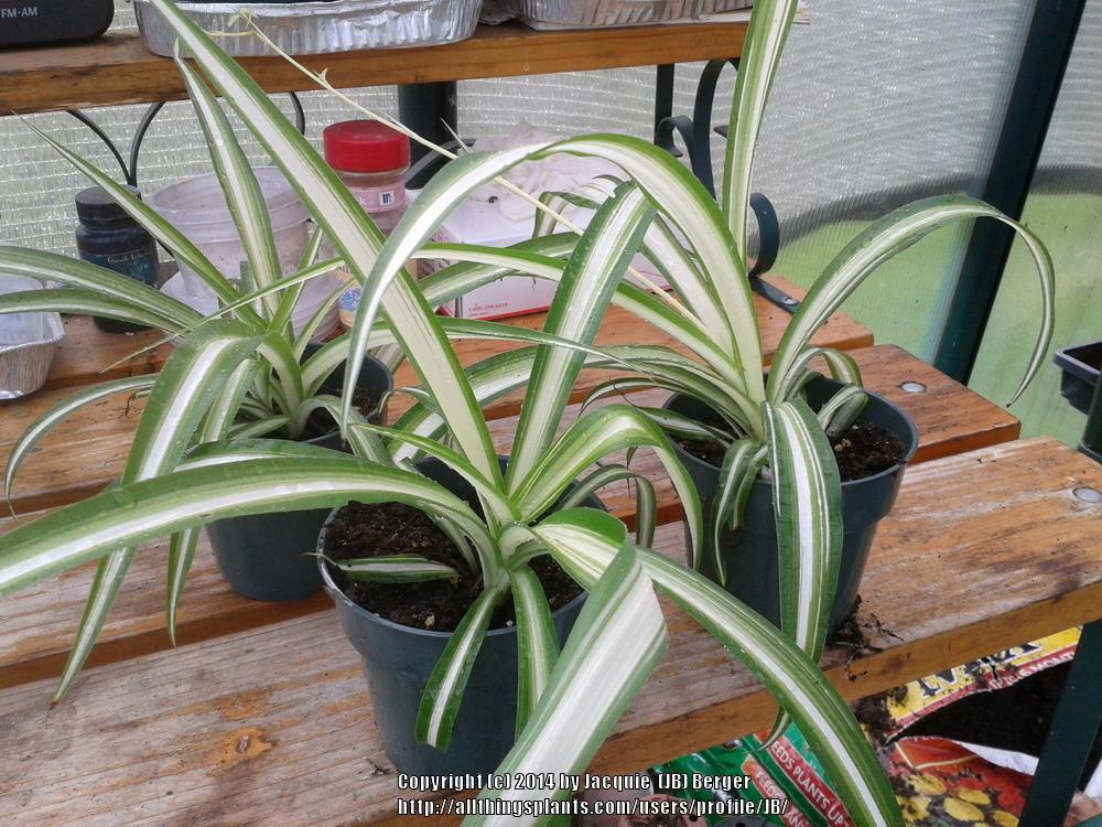 Photo of Variegated Spider Plant (Chlorophytum comosum 'Vittatum') uploaded by JB