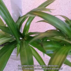 Location: JBsPlants at Roblyn Farm, New Jersey
Date: 2014-04-06
'Hawaiian Spider' plant babies turning from variegated to green.