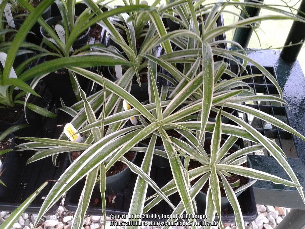 Photo of Spider Plant (Chlorophytum comosum 'Variegatum') uploaded by JB