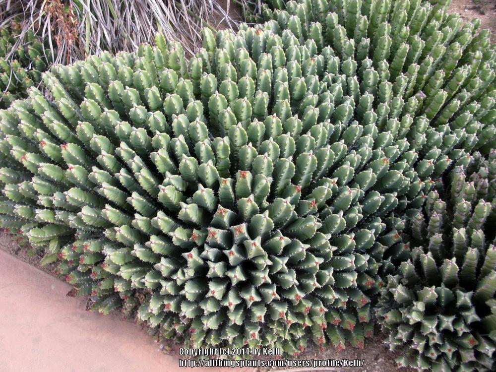 Photo of Moroccan Mound (Euphorbia resinifera) uploaded by Kelli