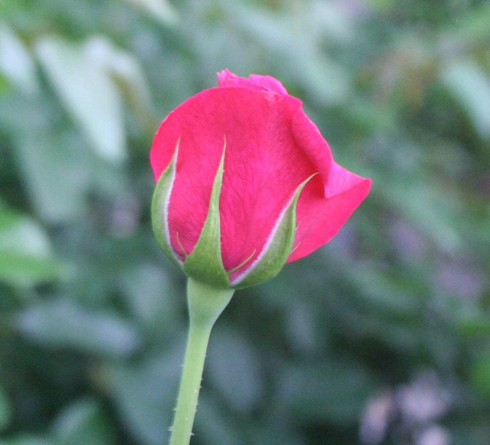 Photo of Rose (Rosa 'Boscobel') uploaded by Skiekitty