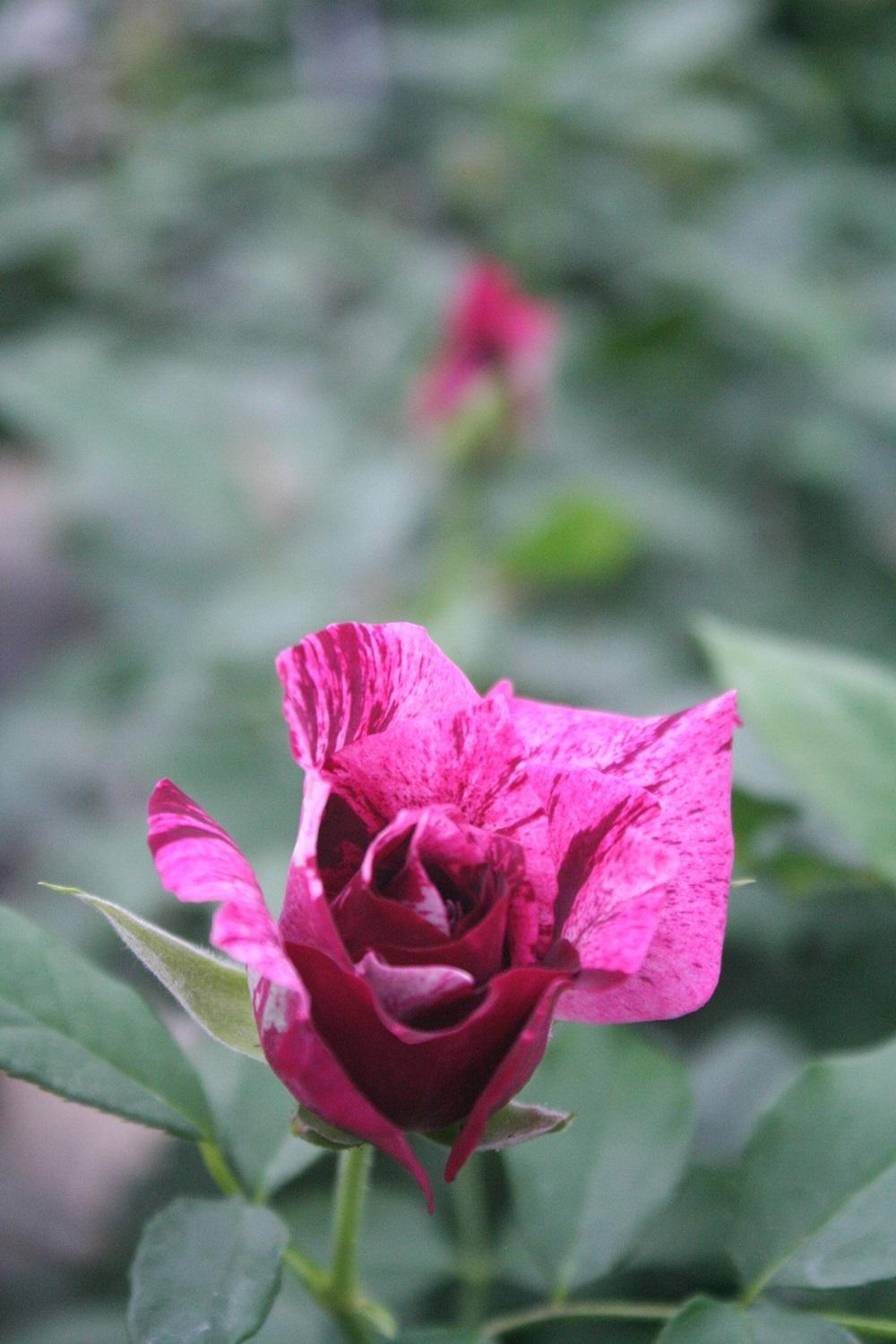 Photo of Rose (Rosa 'Purple Tiger') uploaded by Skiekitty