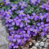 purchased as Aubrieta canescens subsp. canescens