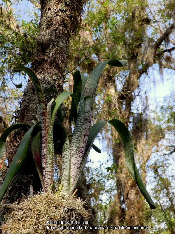 Photo of Bromeliad (Quesnelia marmorata) uploaded by mjsponies