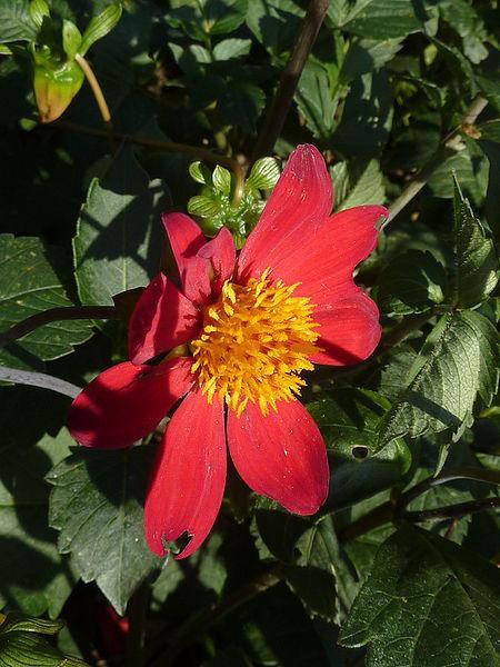 Photo of Scarlet Flowered Dahlia (Dahlia coccinea) uploaded by robertduval14