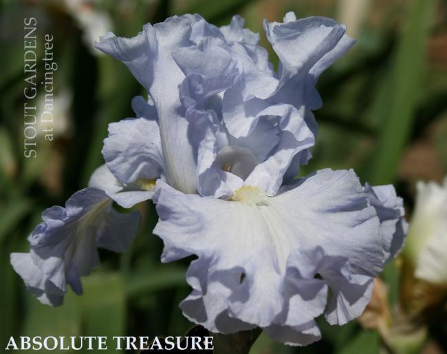 Photo of Tall Bearded Iris (Iris 'Absolute Treasure') uploaded by Calif_Sue