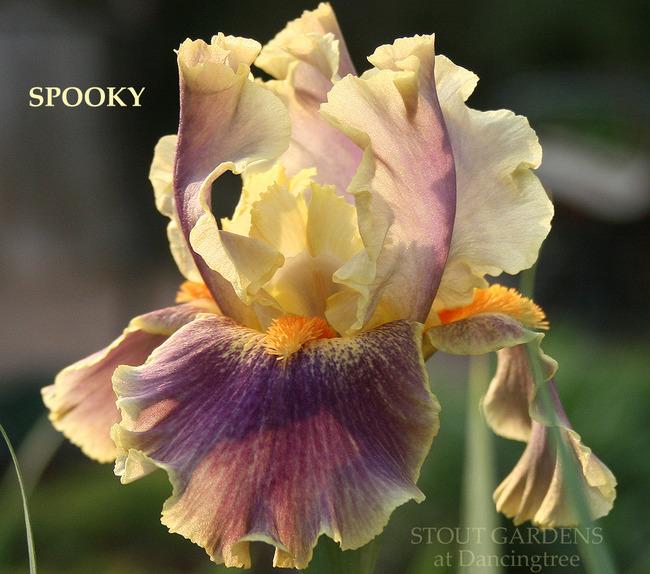 Photo of Intermediate Bearded Iris (Iris 'Spooky') uploaded by Calif_Sue