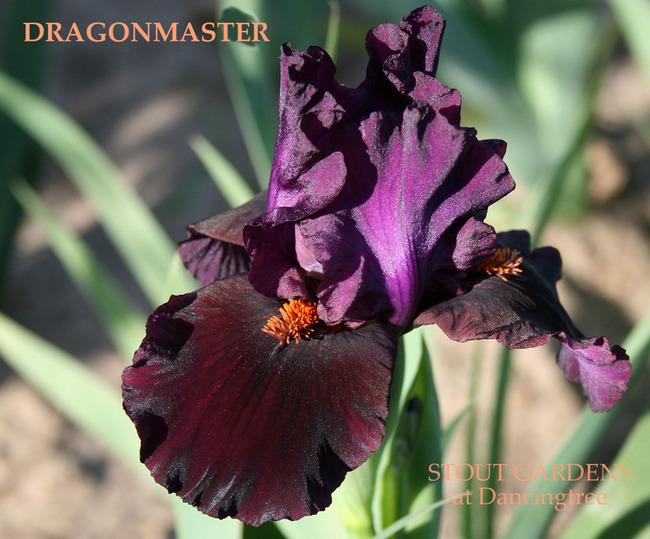 Photo of Intermediate Bearded Iris (Iris 'Dragonmaster') uploaded by Calif_Sue