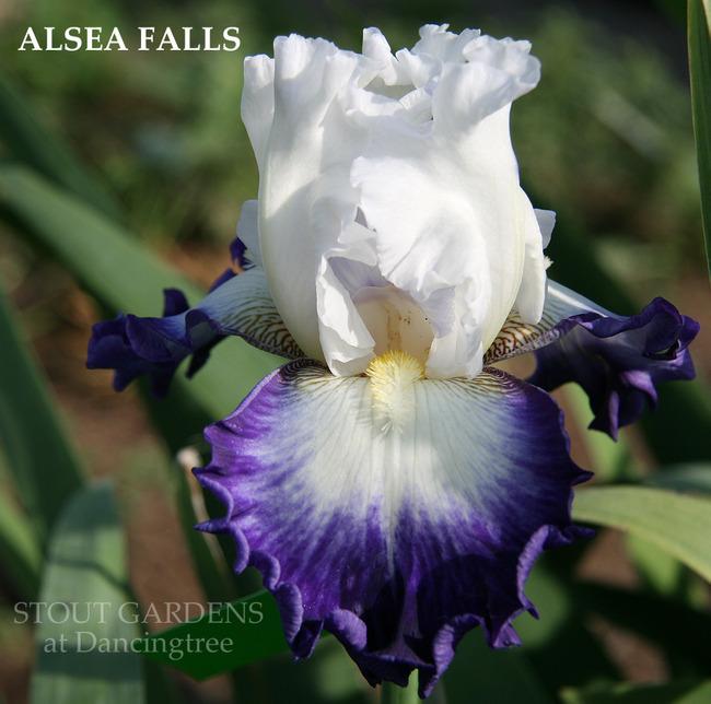 Photo of Tall Bearded Iris (Iris 'Alsea Falls') uploaded by Calif_Sue