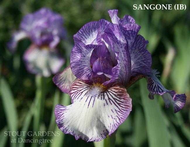 Photo of Intermediate Bearded Iris (Iris 'Sangone') uploaded by Calif_Sue