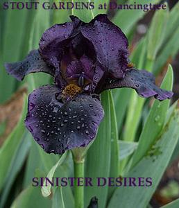 Photo of Intermediate Bearded Iris (Iris 'Sinister Desire') uploaded by Calif_Sue