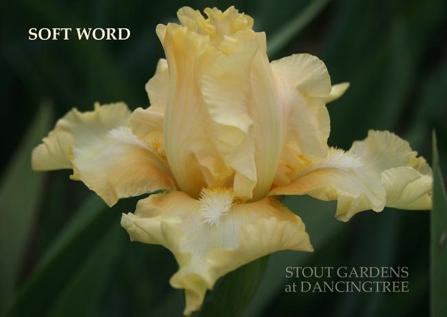 Photo of Intermediate Bearded Iris (Iris 'Soft Word') uploaded by Calif_Sue