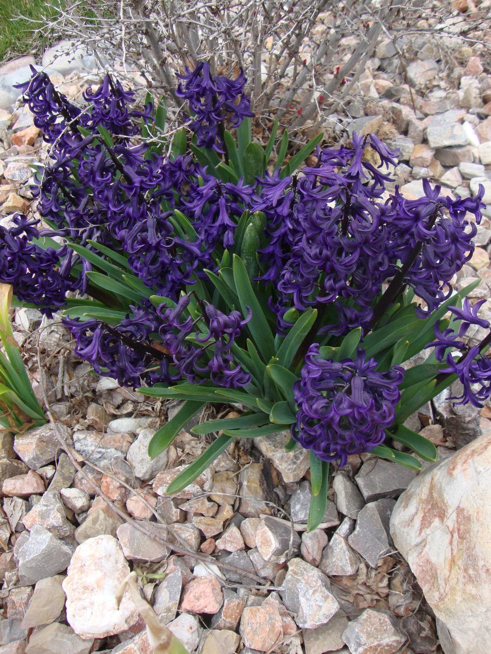 Photo of Dutch Hyacinth (Hyacinthus orientalis 'Marie') uploaded by Paul2032