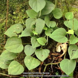 Location: Rainforest, Paraty, Brazil
Date: 2013-12-26
Possibly Peperomia adsurgens, growing in the crevice of a mossy r