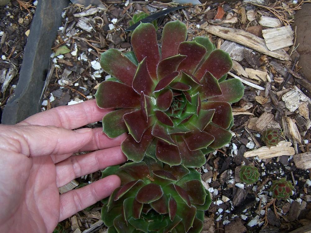Photo of Hen and chicks (Sempervivum 'More Honey') uploaded by chickhill
