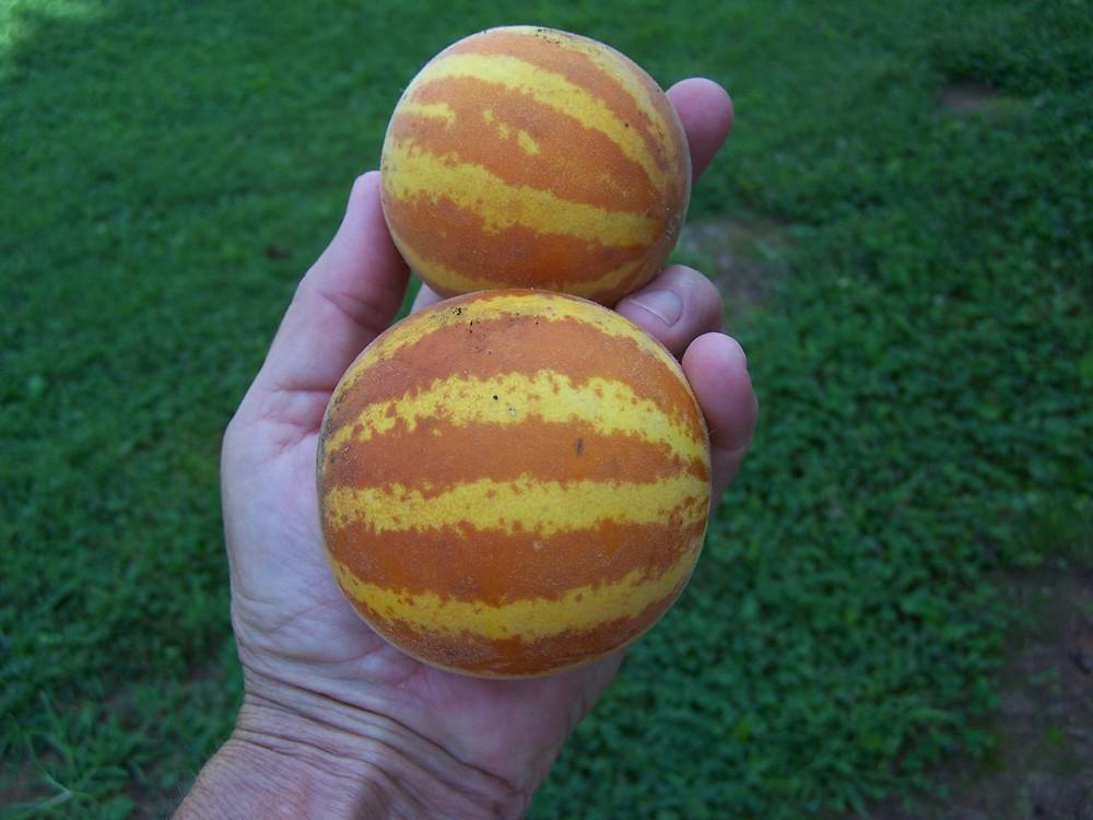 Photo of Dudaim Melon (Cucumis melo subsp. melo) uploaded by chickhill