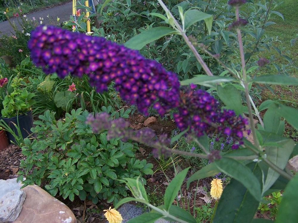 Photo of Butterfly Bush (Buddleja davidii 'Black Knight') uploaded by chickhill