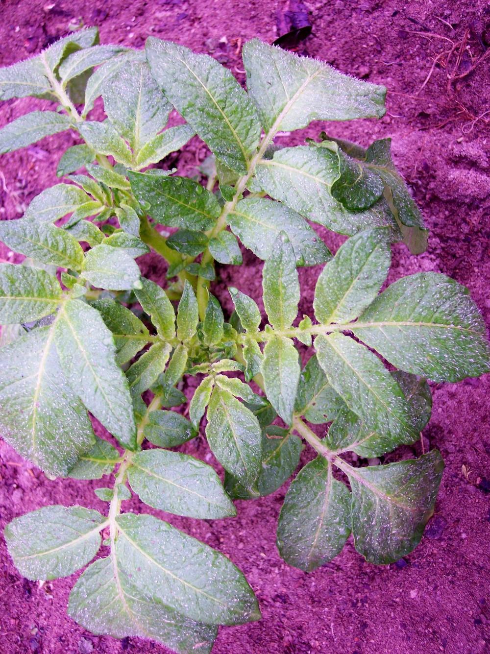 Photo of Potato (Solanum tuberosum 'Yukon Gold') uploaded by farmerdill