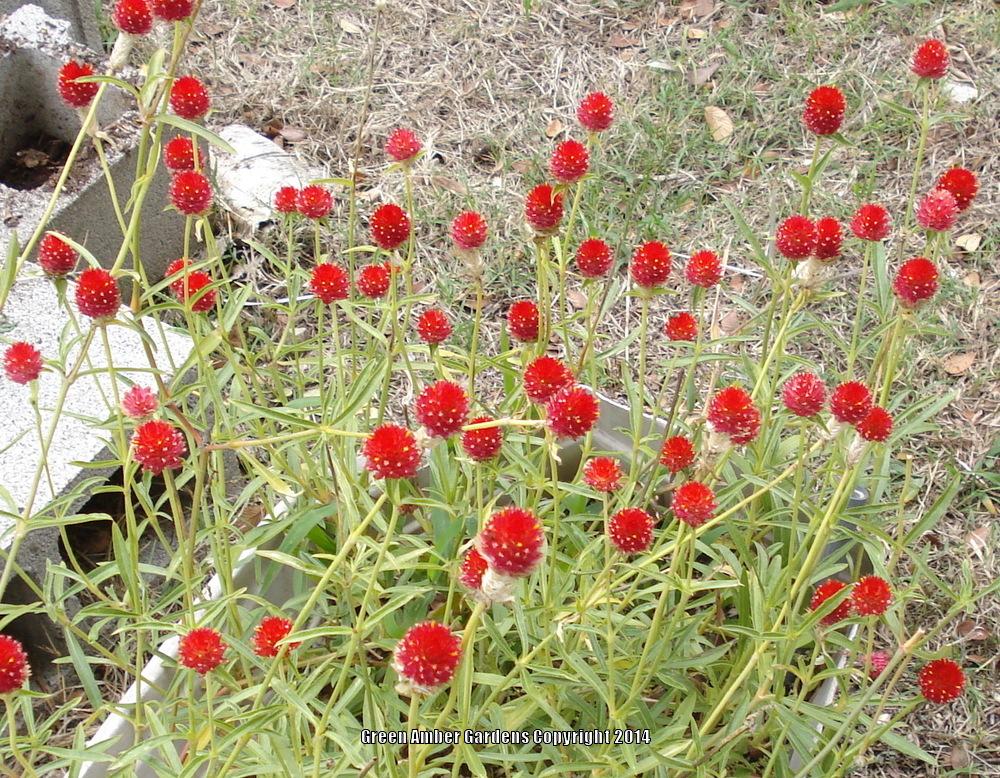 Incorporating Daylilies with Other Plants Daylily companion planting