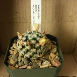 Location: At home - San Joaquin County, CA
Date: 2014-04-06
Mammillaria duwei joins my cacti collection