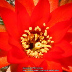 Location: At our garden - San Joaquin County, CA
Date: 2014-04-07
Close-up of the center of the peanut cactus bloom