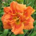 A Beginner's Guide to Growing Daylilies