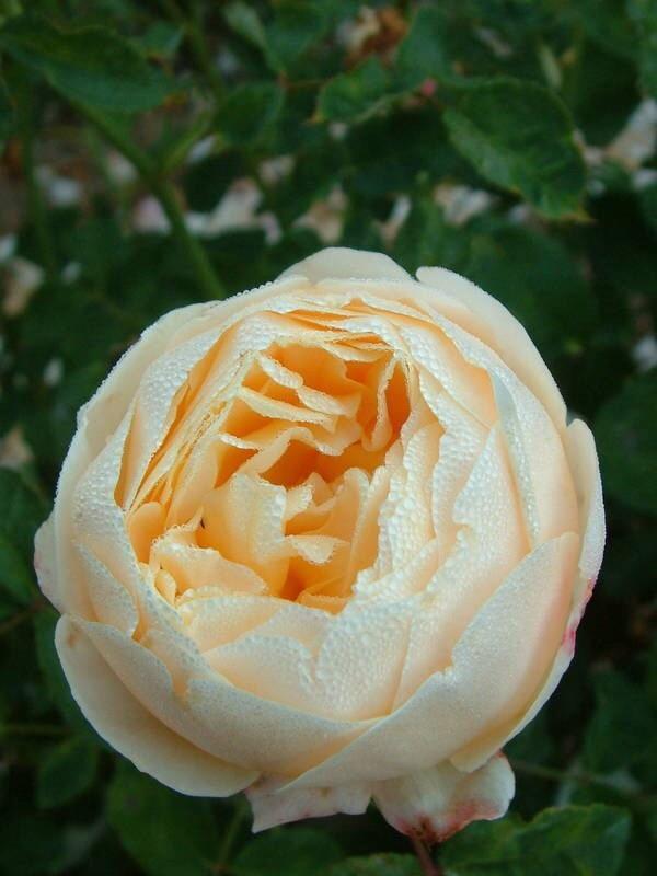 Photo of English Shrub Rose (Rosa 'Charlotte') uploaded by Calif_Sue