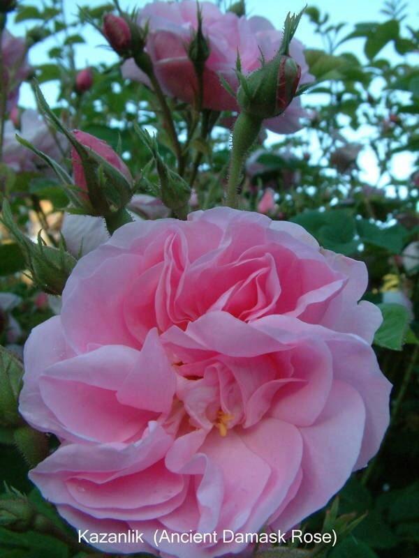 Photo of Rose (Rosa 'Kazanlik') uploaded by Calif_Sue