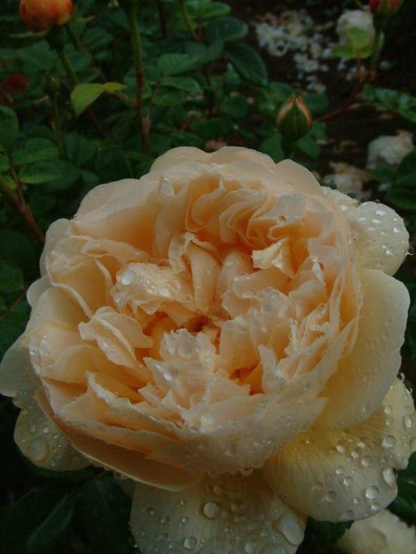 Photo of Rose (Rosa 'Charles Darwin') uploaded by Calif_Sue