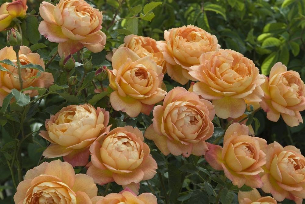 Photo of English Shrub Rose (Rosa 'Lady of Shalott') uploaded by Calif_Sue