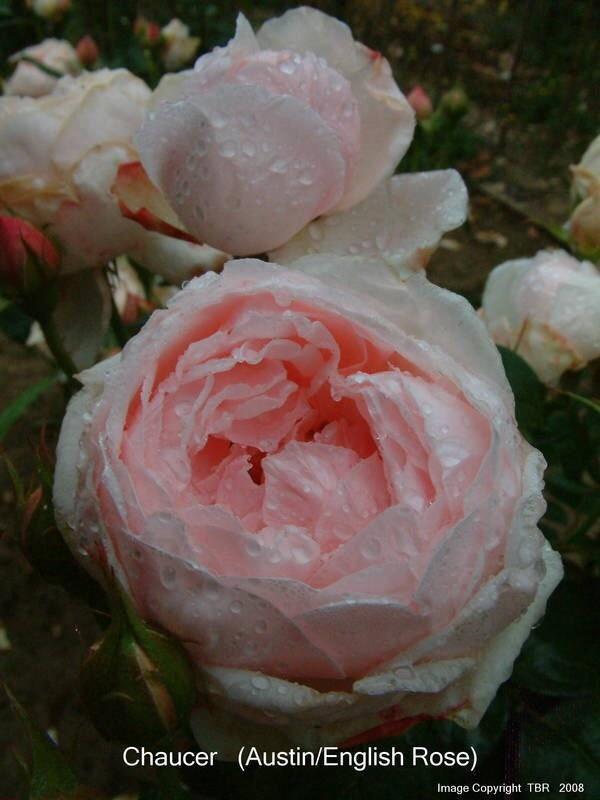 Photo of Rose (Rosa 'Chaucer') uploaded by Calif_Sue