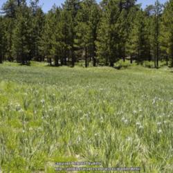 Location: Mt. Pinos, Los Padres National Forest, California
Date: 2008-06-28