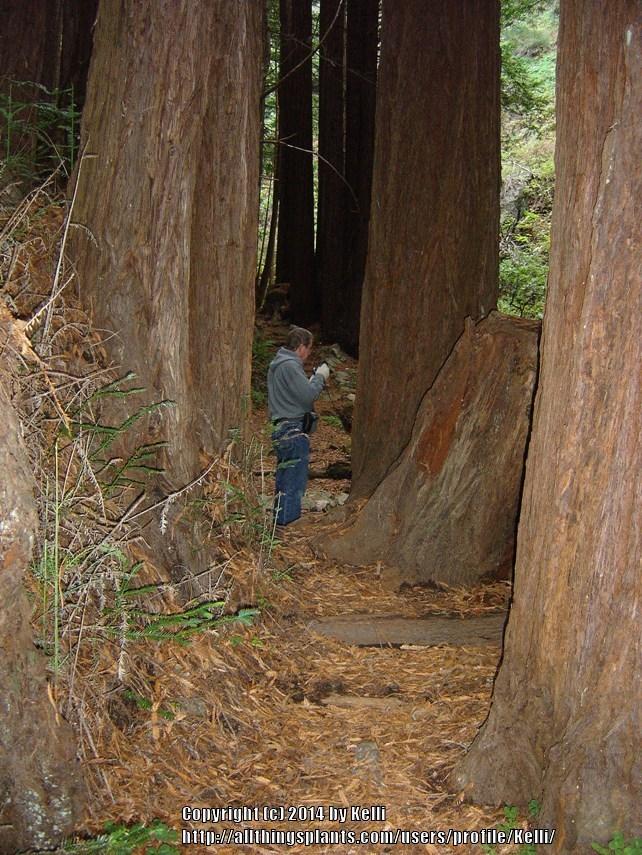Photo of Redwood (Sequoia sempervirens) uploaded by Kelli