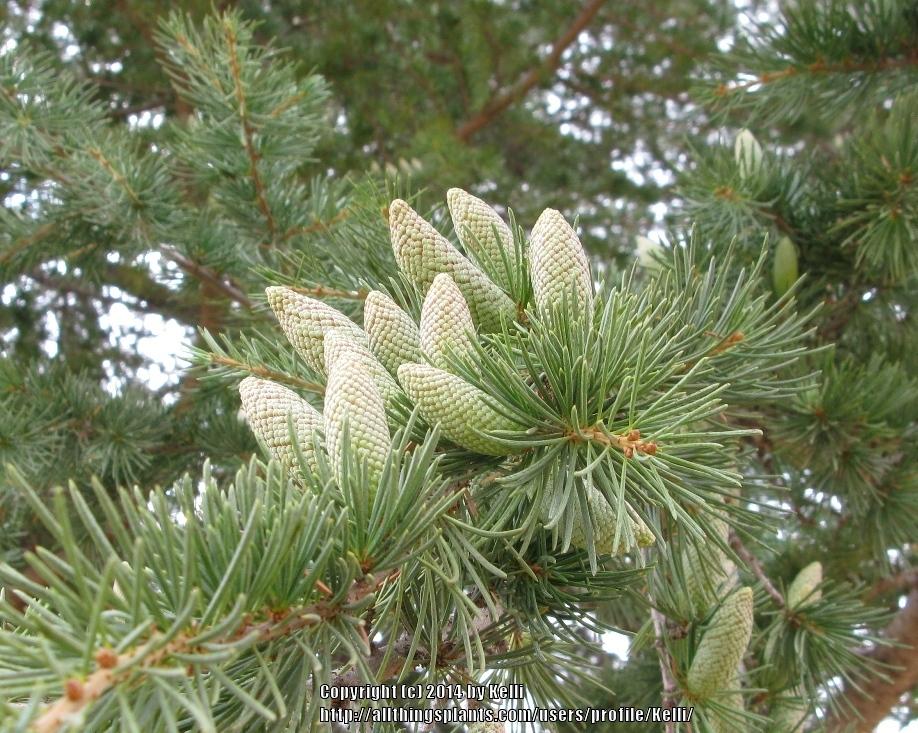 Photo of Deodar Cedar (Cedrus deodara) uploaded by Kelli