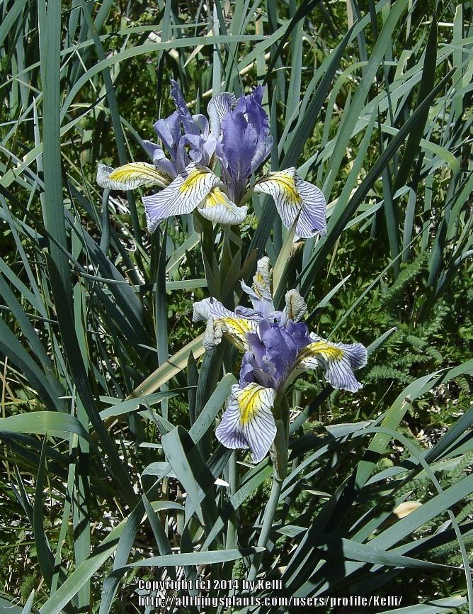 Photo of Species Iris (Iris missouriensis) uploaded by Kelli