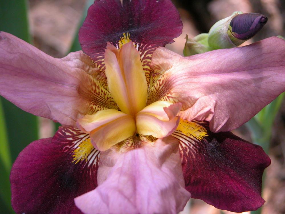 Photo of Tall Bearded Iris (Iris 'Indian Chief') uploaded by Seedfork