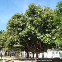 Location: Paraty town, historical center,  Brazil
Date: 2014-01-10