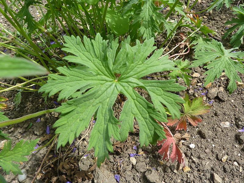 Photo of Hardy Geranium (Geranium pratense) uploaded by robertduval14