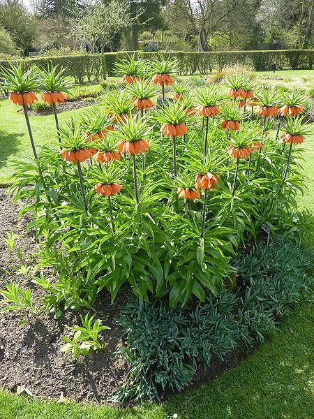 Photo of Crown Imperial Fritillaria (Fritillaria imperialis) uploaded by robertduval14