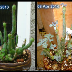 Location: At our garden - San Joaquin County, CA
Date: Summer 2013 and Spring 2014
Seasonal growth changes for Senecio Articulatus