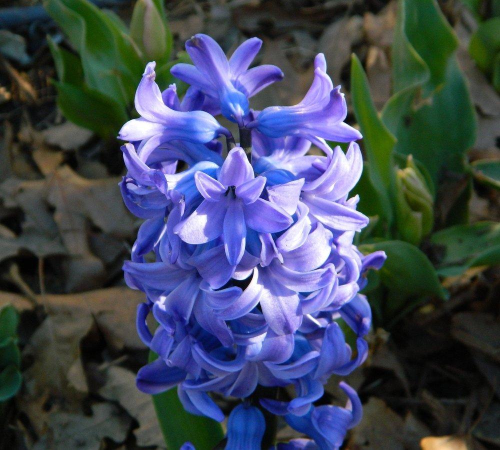 Photo of Dutch Hyacinth (Hyacinthus orientalis 'Delft Blue') uploaded by wildflowers