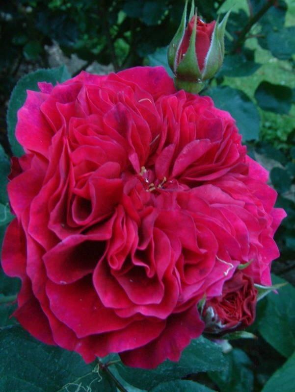 Photo of English Shrub Rose (Rosa 'The Dark Lady') uploaded by Calif_Sue