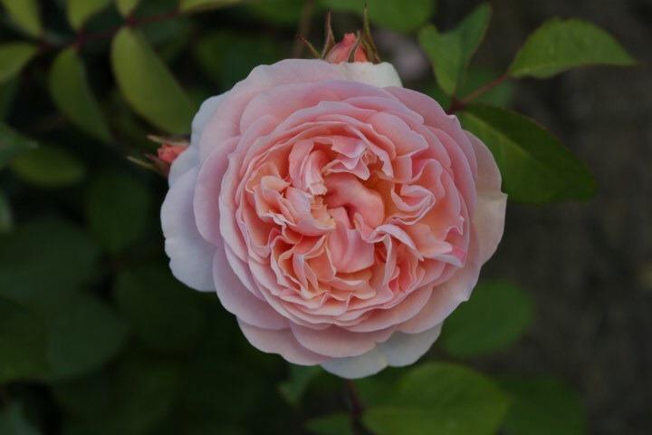 Photo of Rose (Rosa 'Sweet Juliet') uploaded by Calif_Sue