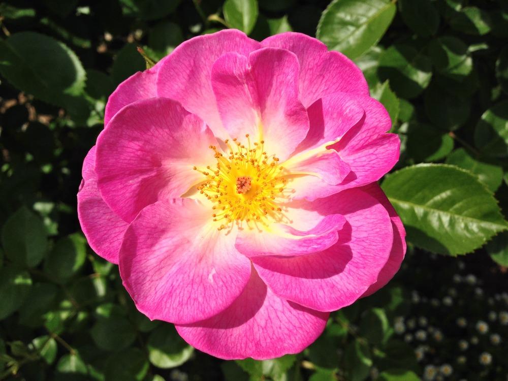 Photo of Rose (Rosa 'Escapade') uploaded by HamiltonSquare
