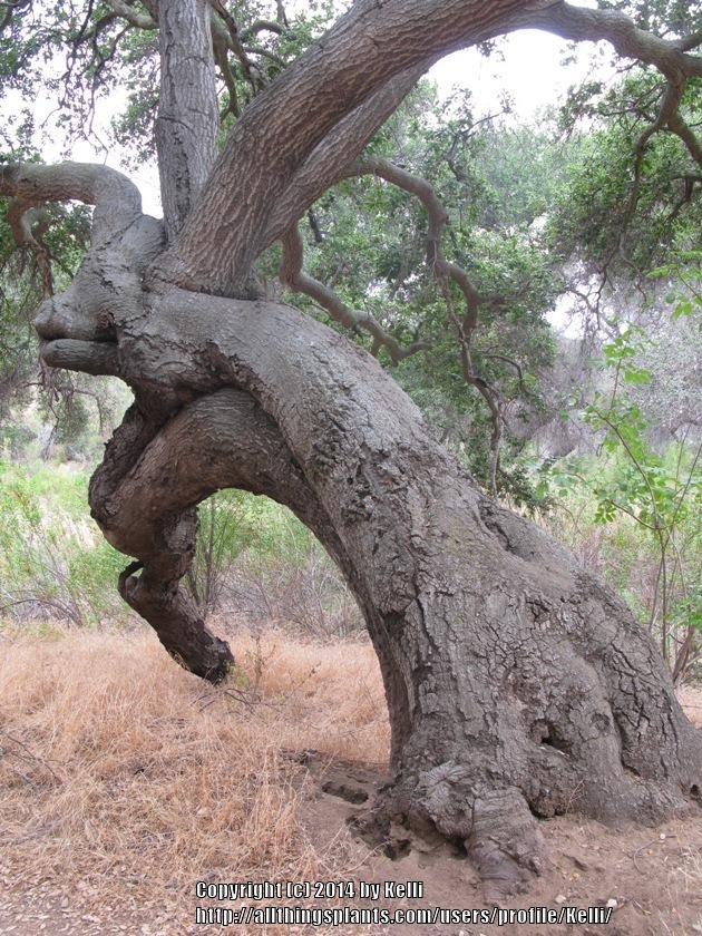 Photo of California Live Oak (Quercus agrifolia) uploaded by Kelli