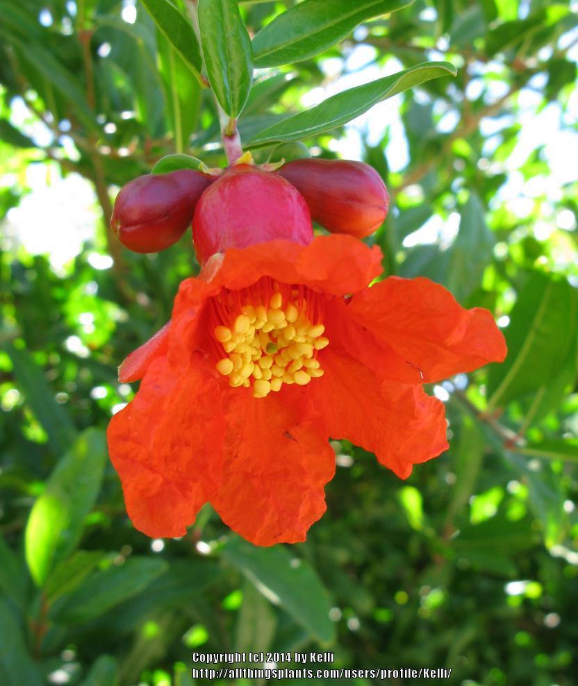 Photo of Pomegranates (Punica granatum) uploaded by Kelli