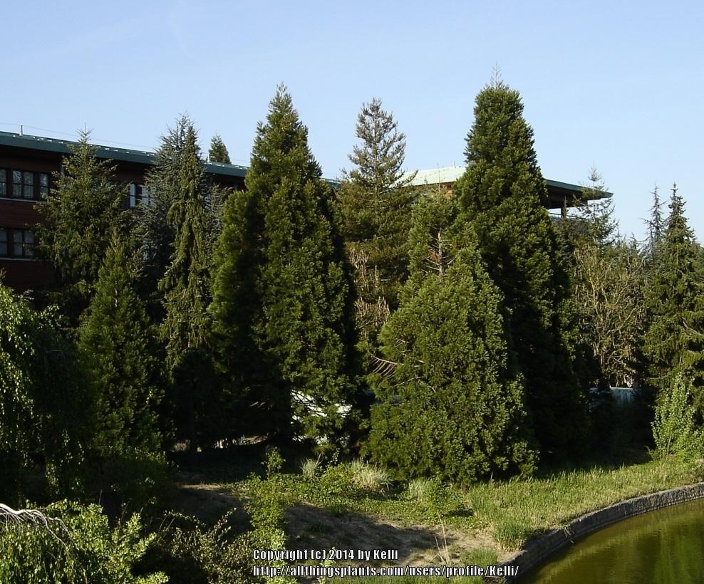 Photo of Giant Sequoia (Sequoiadendron giganteum) uploaded by Kelli