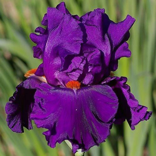 Photo of Tall Bearded Iris (Iris 'Fanchette') uploaded by Misawa77