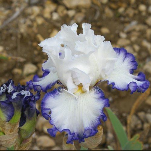 Photo of Border Bearded Iris (Iris 'Cartouche') uploaded by Misawa77
