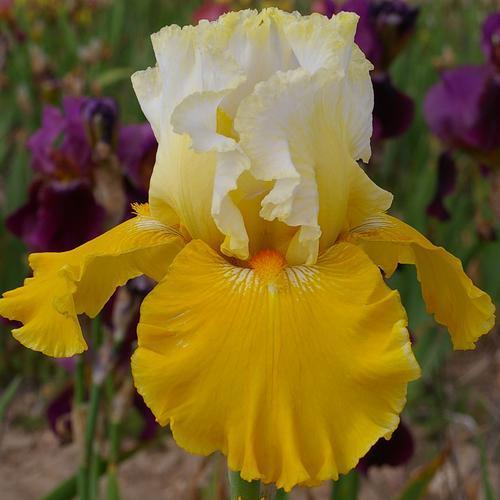 Photo of Tall Bearded Iris (Iris 'Cathédrale de Chichester') uploaded by Misawa77
